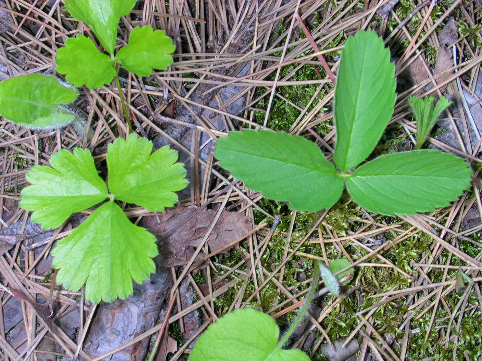 Barren Strawberry (Waldsteinia Fragarioides) — commonly known as the Barren Strawberry; from early to late spring, image 131