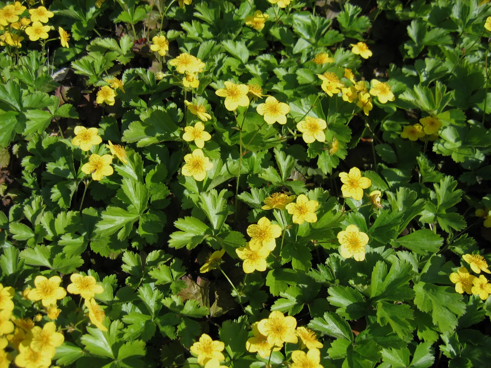 Barren Strawberry (Waldsteinia Fragarioides) — From early to late spring, image 32