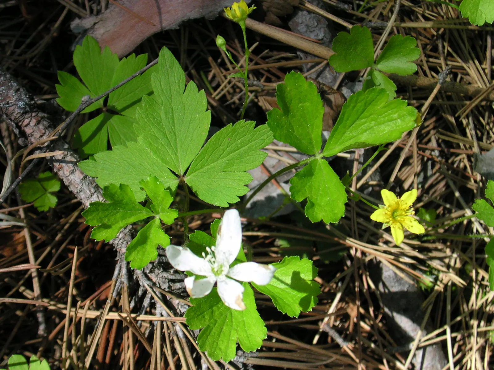 Barren Strawberry (Waldsteinia Fragarioides) — each approximately 3/4 inch across; this low-maintenance plant reaches 6-12 inches in width and a, image 118