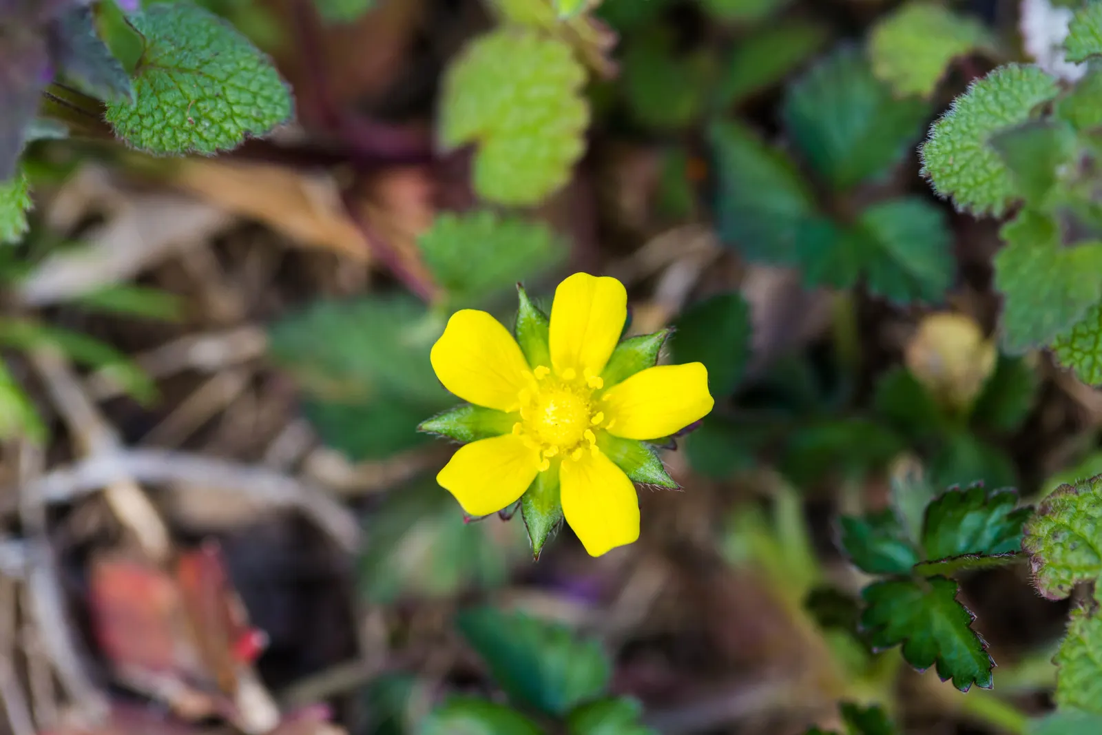 Barren Strawberry (Waldsteinia Fragarioides) — each approximately 3/4 inch across