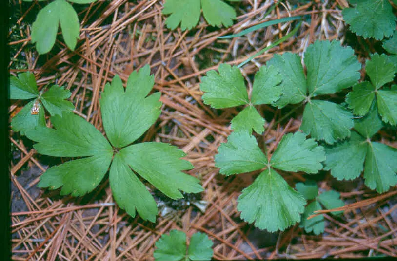 Barren Strawberry (Waldsteinia Fragarioides) — with similar foliage and growth habits