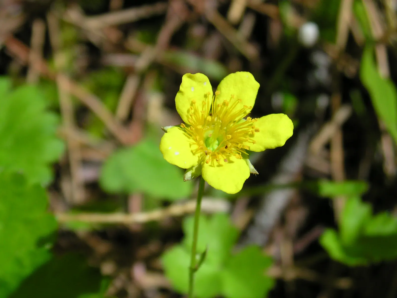 Barren Strawberry (Waldsteinia Fragarioides) — From early to late spring, image 95
