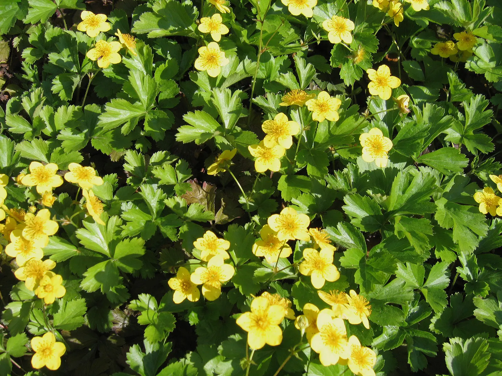 Barren Strawberry (Waldsteinia Fragarioides) — yellow flowers in the garden; this low-maintenance plant reaches 6-12 inches in width and a height of 3-6