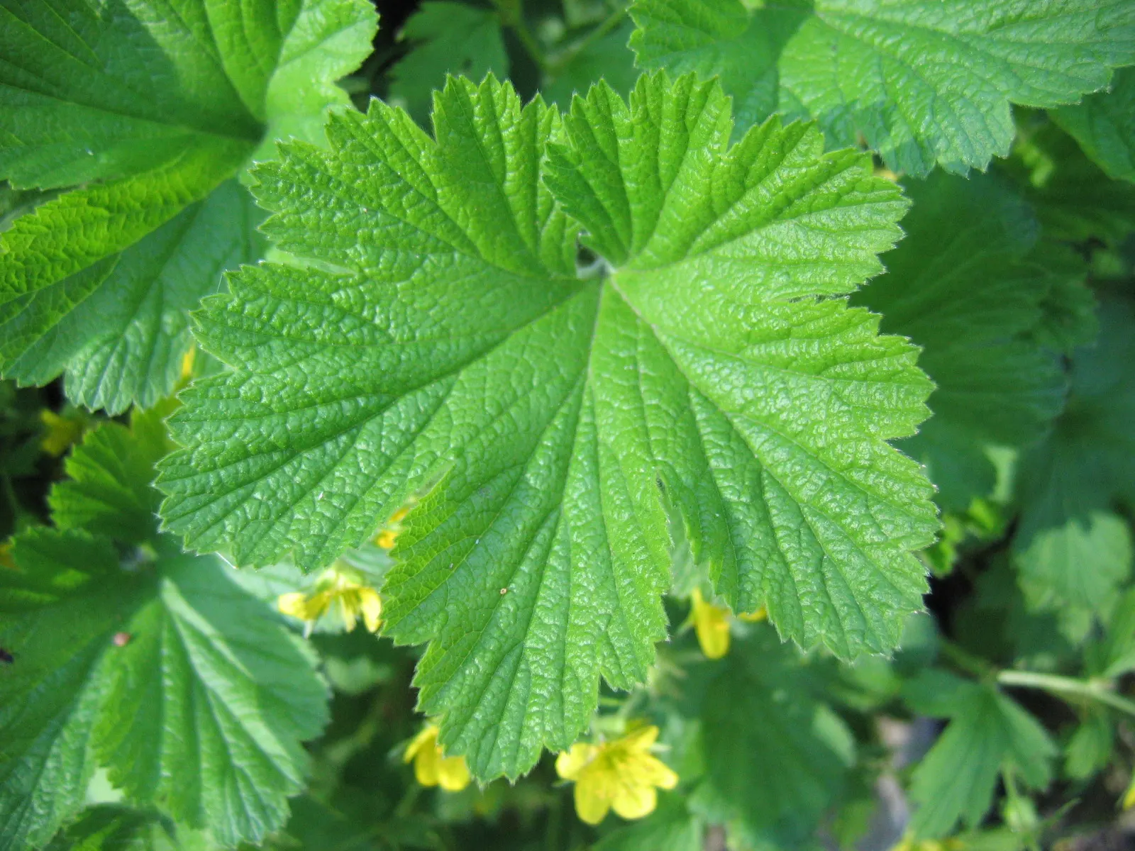 Barren Strawberry (Waldsteinia Fragarioides) — Thriving in USDA zones 4-8, it flourishes in partial to full shade