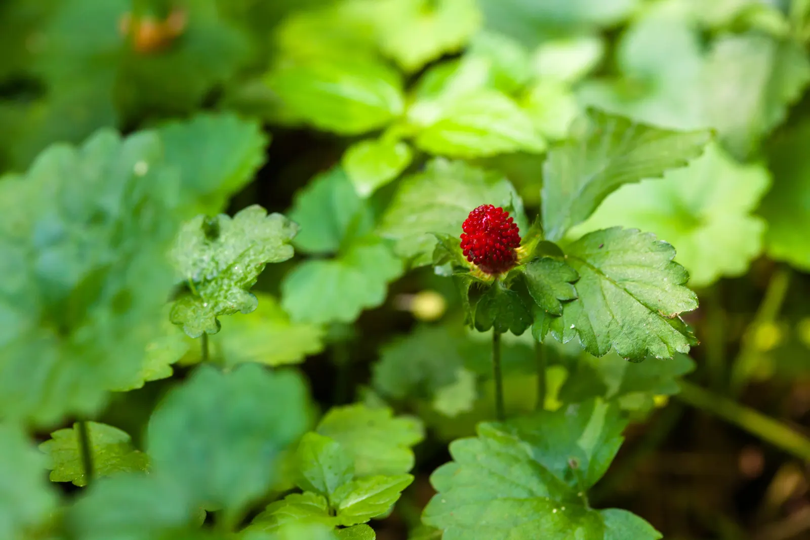 Barren Strawberry (Waldsteinia Fragarioides) — is a perennial ground cover; this low-maintenance plant reaches 6-12 inches in width and a height of, image 127
