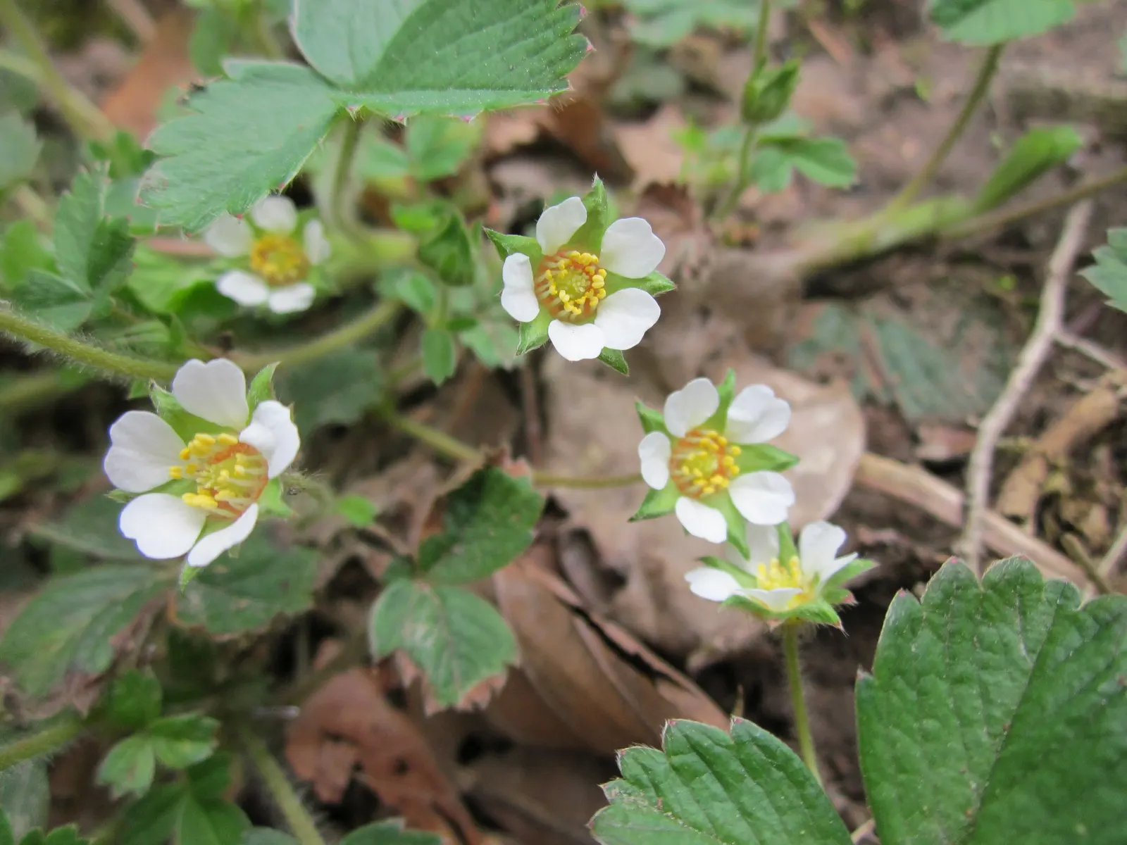 Barren Strawberry (Waldsteinia Fragarioides) — is a rugged and versatile ground cover native to Eastern North America; integrating seamlessly with, image 111