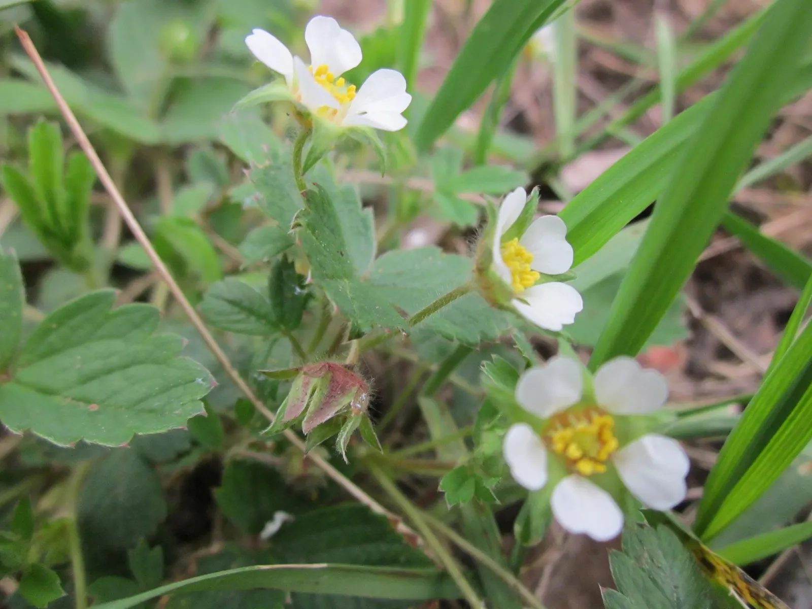 Barren Strawberry (Waldsteinia Fragarioides) — with similar foliage and growth habits; from early to late spring, image 92