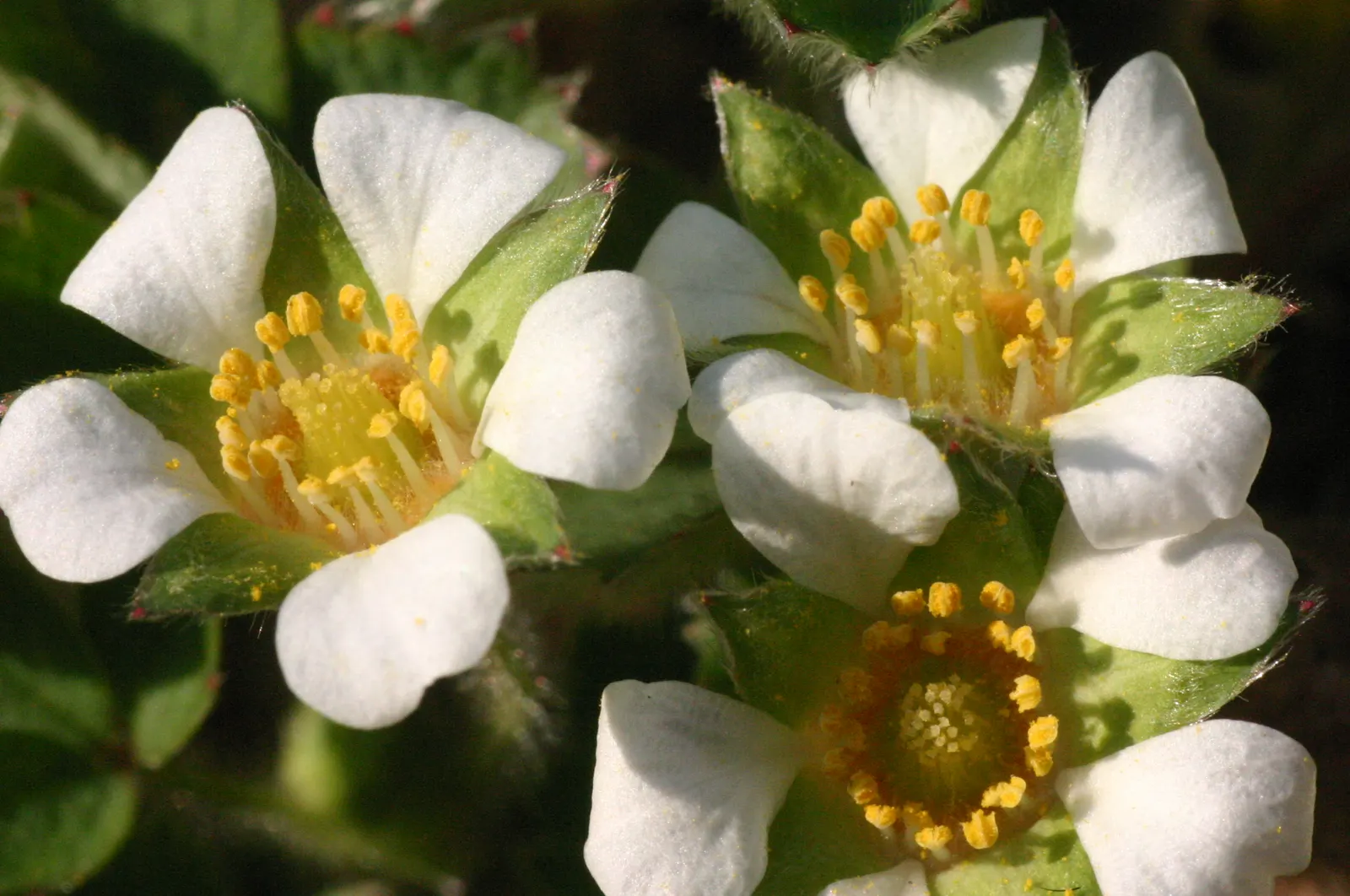 Barren Strawberry (Waldsteinia Fragarioides) — This low-maintenance plant reaches 6-12 inches in width and a height of 3-6 inches, spreading, image 25