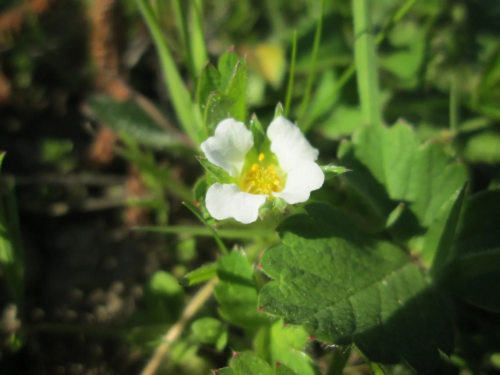 Barren Strawberry (Waldsteinia Fragarioides) — commonly known as the Barren Strawberry; from early to late spring, image 47