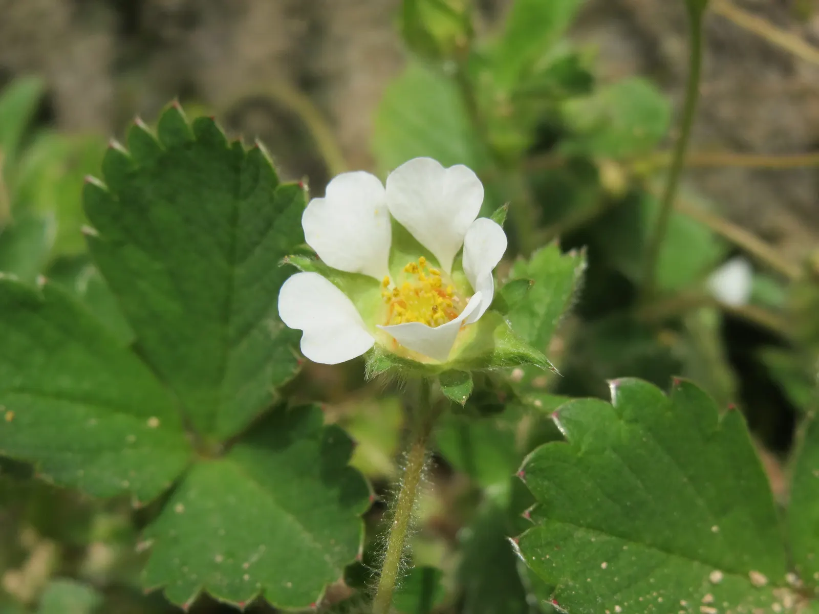 Barren Strawberry (Waldsteinia Fragarioides) — ground cover / perennial for full or half; integrating seamlessly with other shade-loving plants in, image 126
