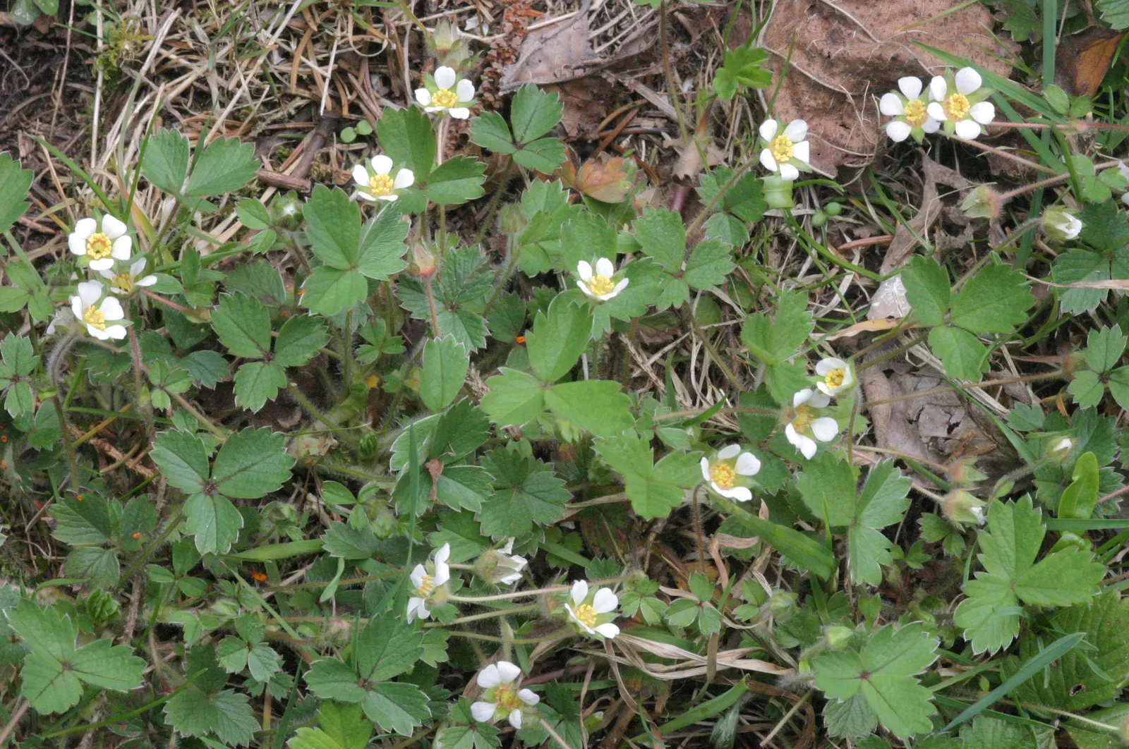 Barren Strawberry (Waldsteinia Fragarioides) — you can expect a profusion of bright yellow flowers