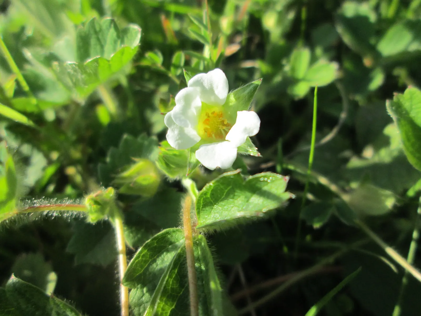 Barren Strawberry (Waldsteinia Fragarioides) — commonly known as the Barren Strawberry