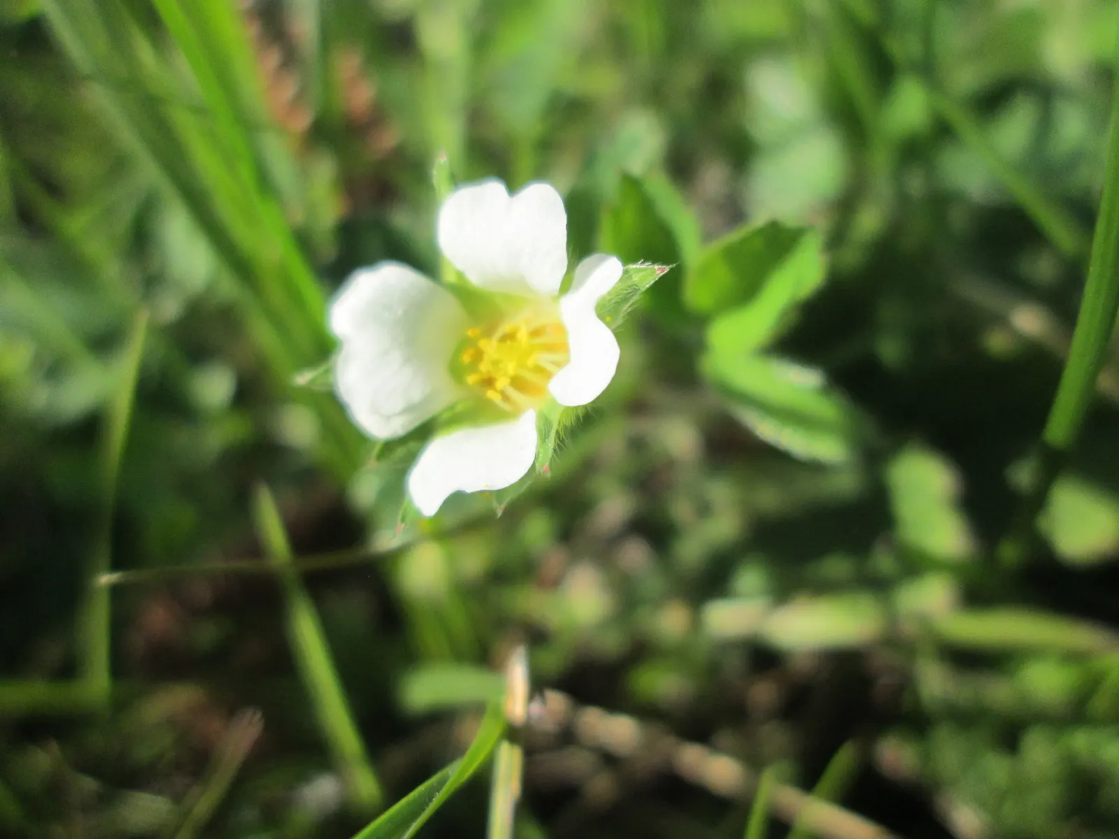 Barren Strawberry (Waldsteinia Fragarioides) — From early to late spring, image 53
