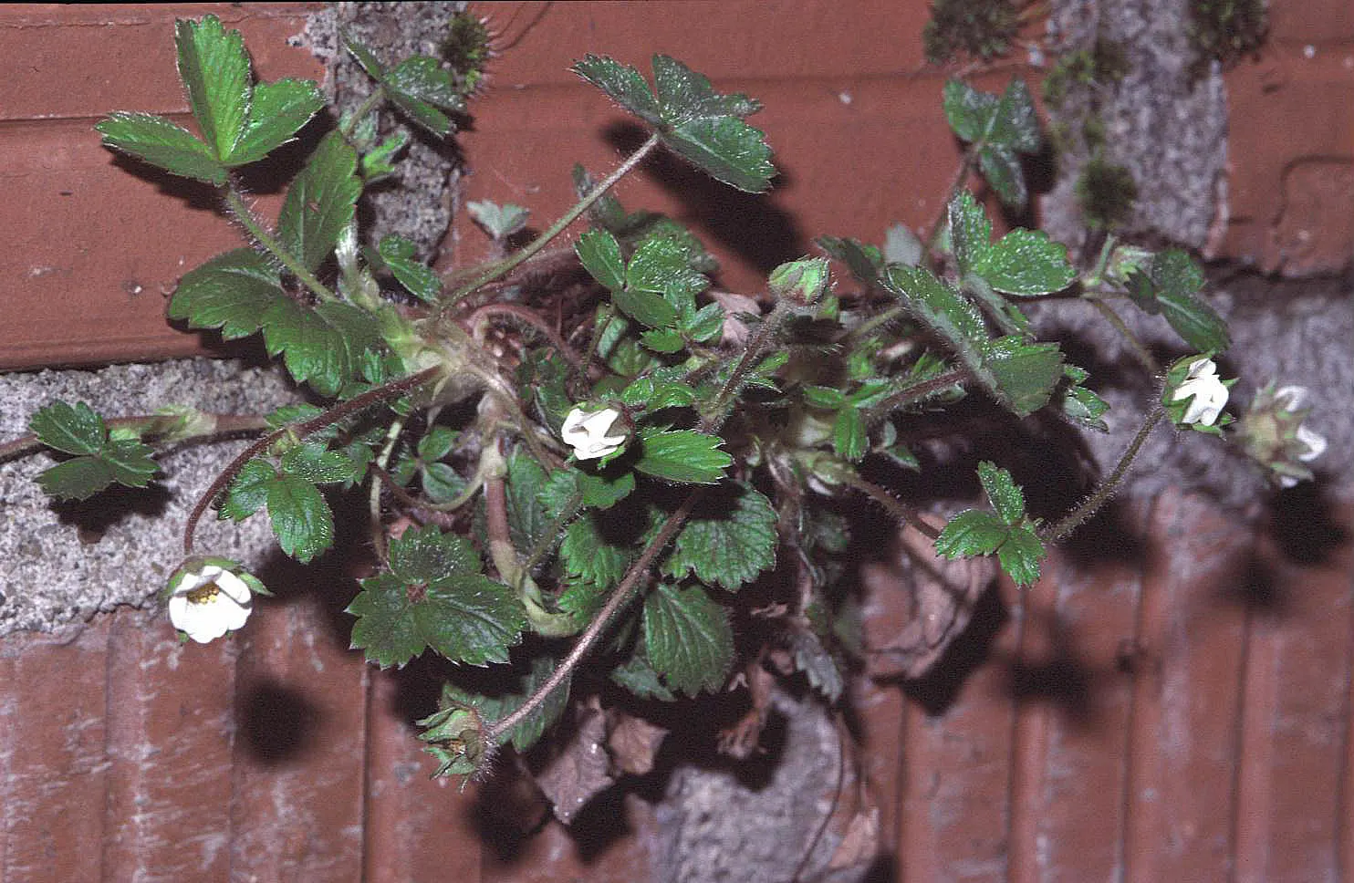 Barren Strawberry (Waldsteinia Fragarioides) — but it is important to note that it does not produce edible fruit; integrating seamlessly with other, image 114