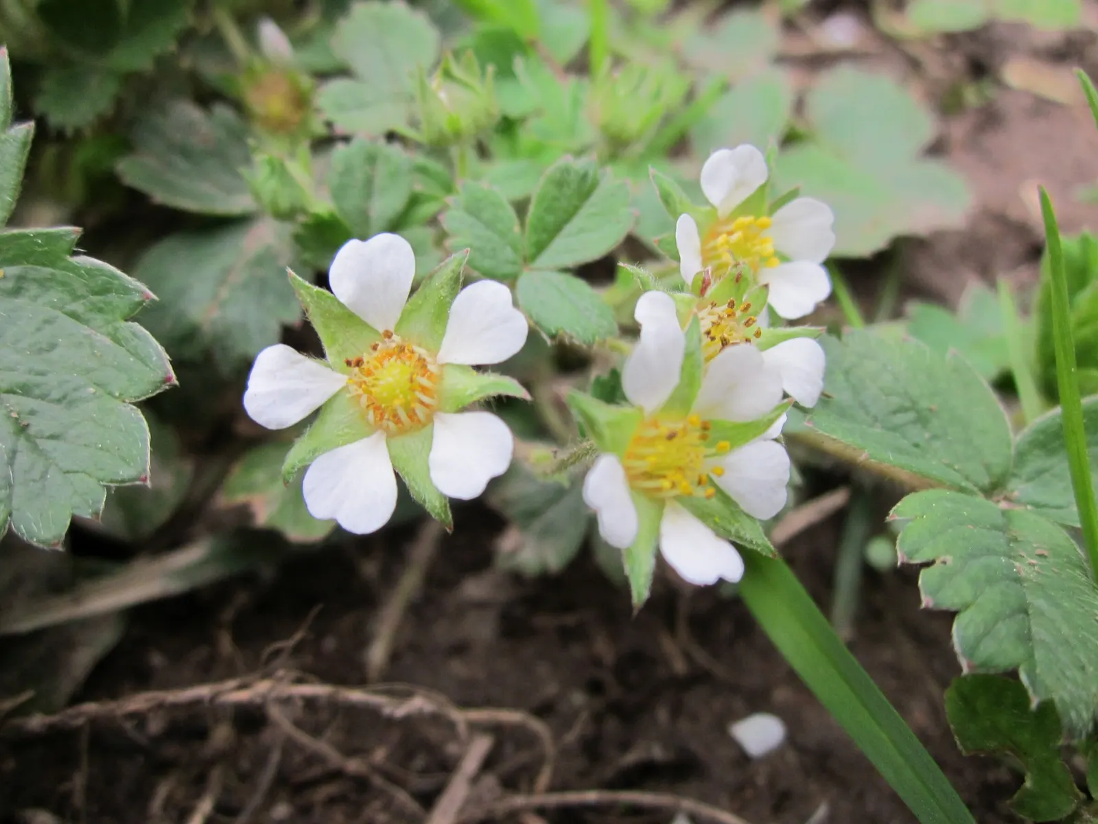 Barren Strawberry (Waldsteinia Fragarioides) — yellow flowers in the garden; this low-maintenance plant reaches 6-12 inches in width and a height, image 103