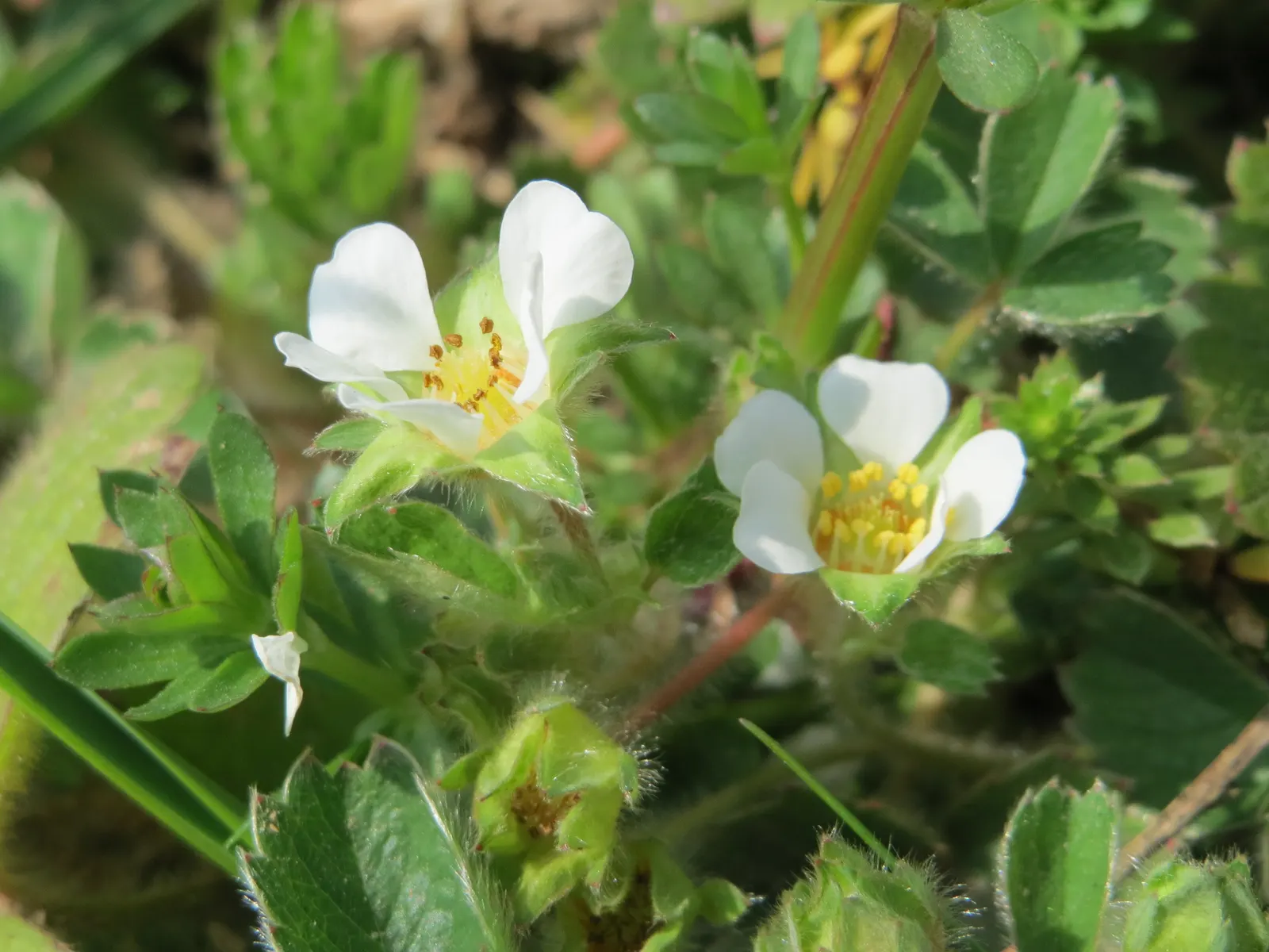Barren Strawberry (Waldsteinia Fragarioides) — Waldsteinia fragarioides requires minimal care once established