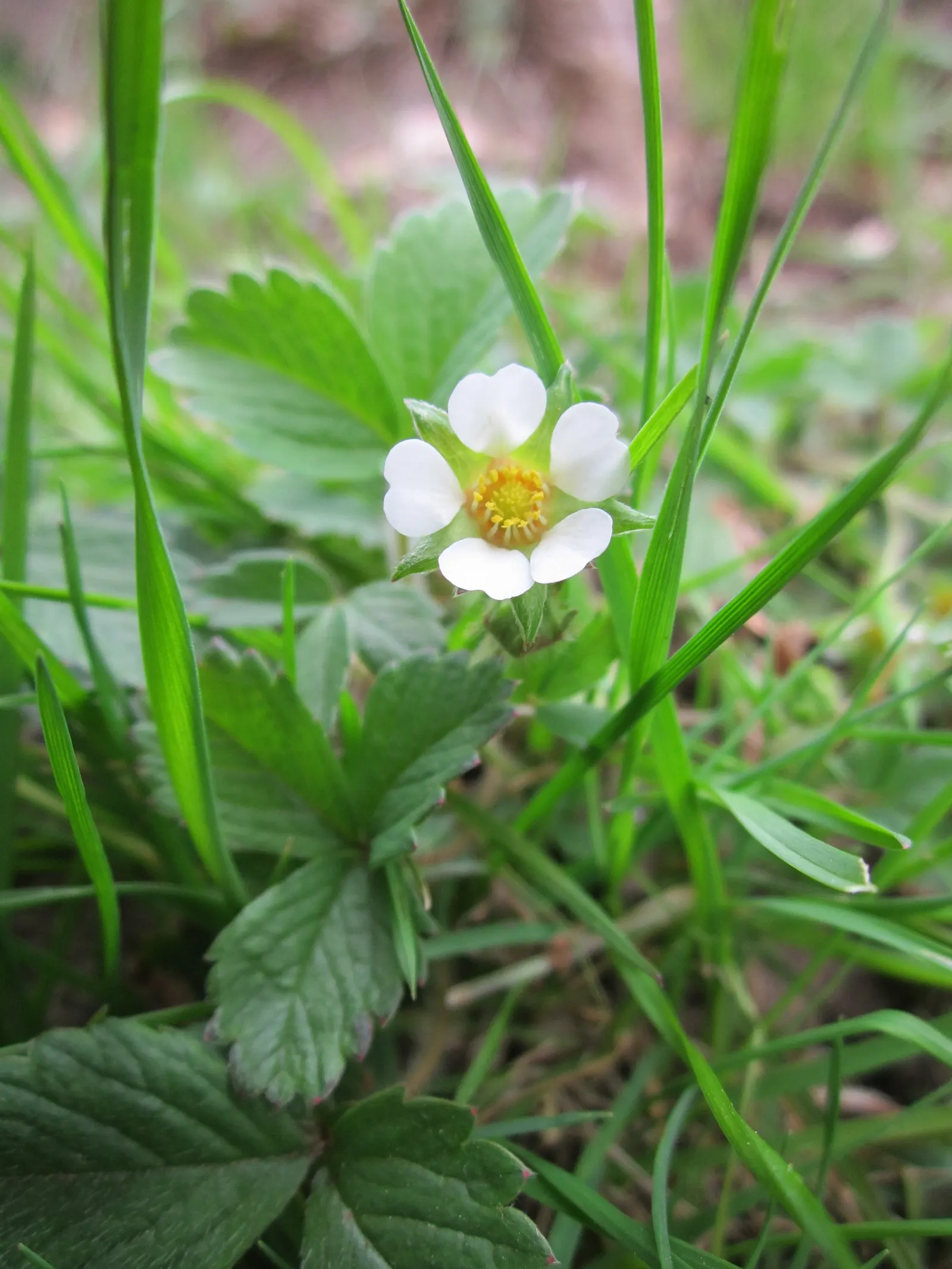 Barren Strawberry (Waldsteinia Fragarioides) — is a perennial ground cover; this low-maintenance plant reaches 6-12 inches in width and a height of, image 85