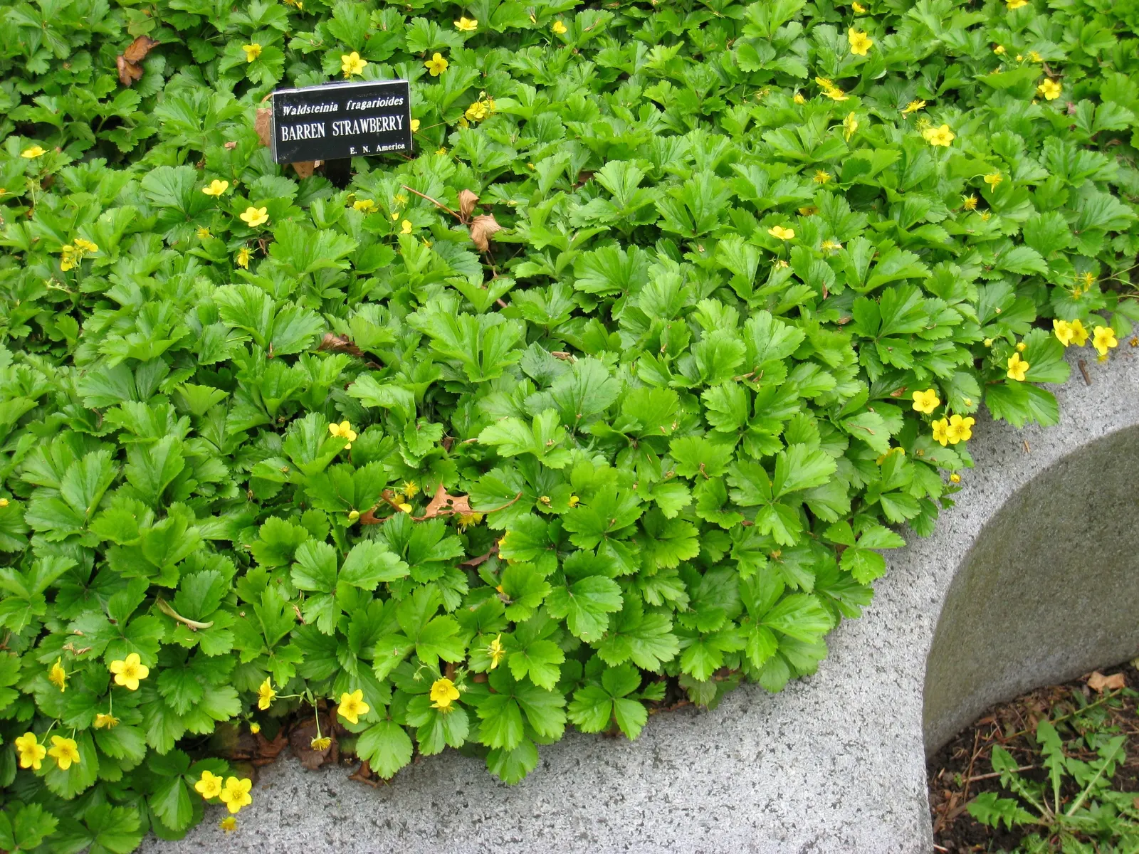 Barren Strawberry (Waldsteinia Fragarioides) — This low-maintenance plant reaches 6-12 inches in width and a height of 3-6 inches, spreading, image 88
