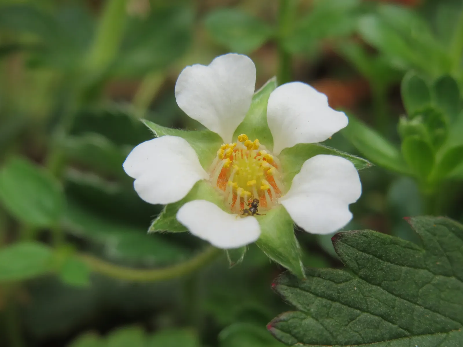 Barren Strawberry (Waldsteinia Fragarioides) — that form a striking contrast against the dark green leaves; from early to late spring