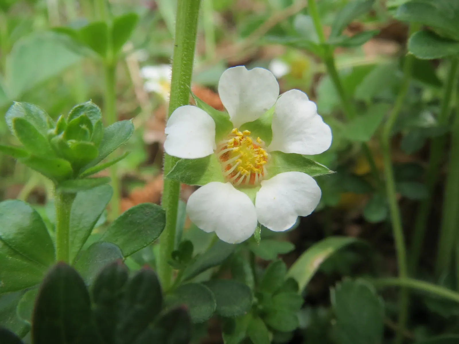 Barren Strawberry (Waldsteinia Fragarioides) — Its non-invasive character makes it a considerate addition to any space; from early to late spring, image 122