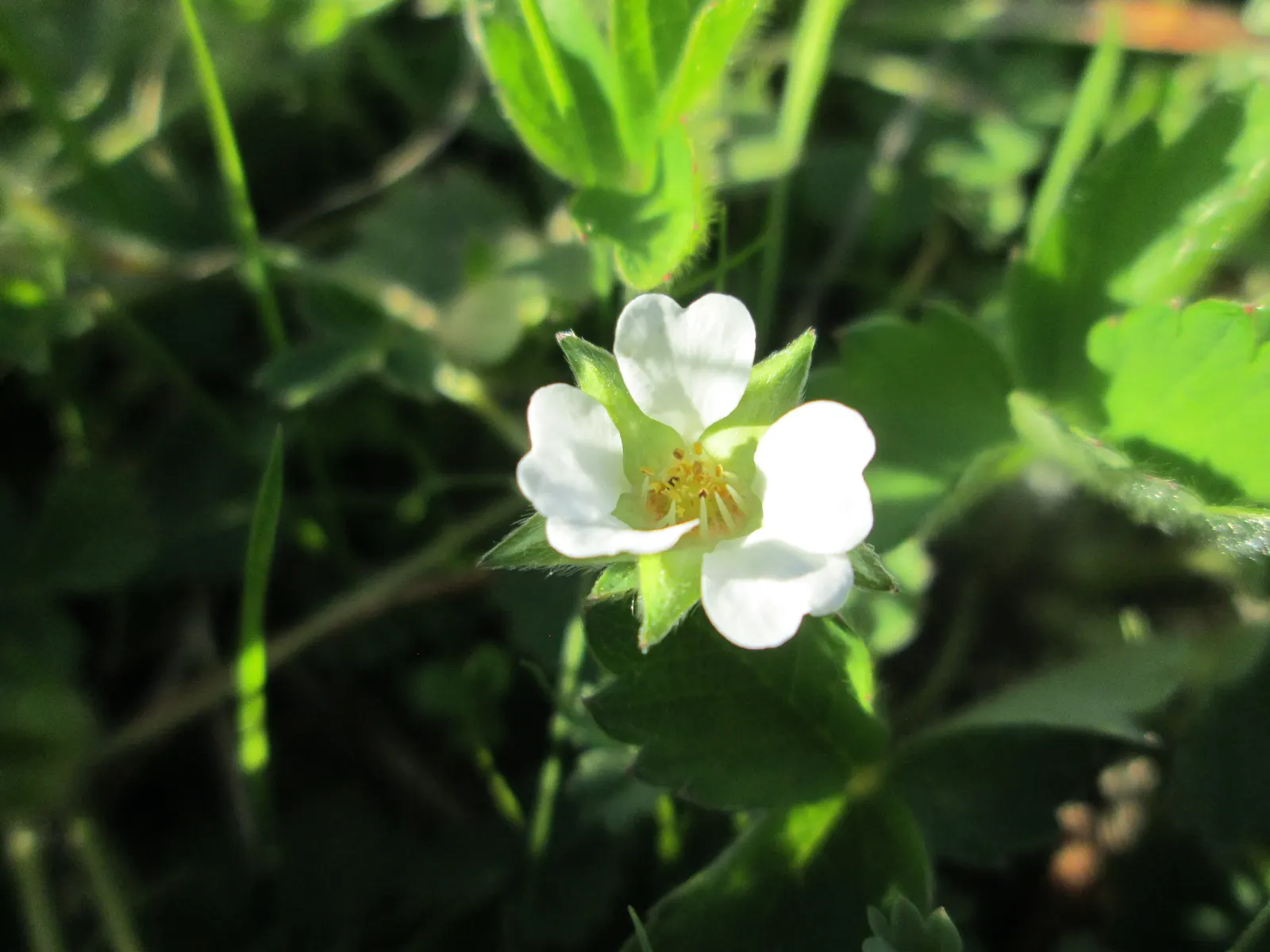 Barren Strawberry (Waldsteinia Fragarioides) — integrating seamlessly with other shade-loving plants in a landscape design, image 39