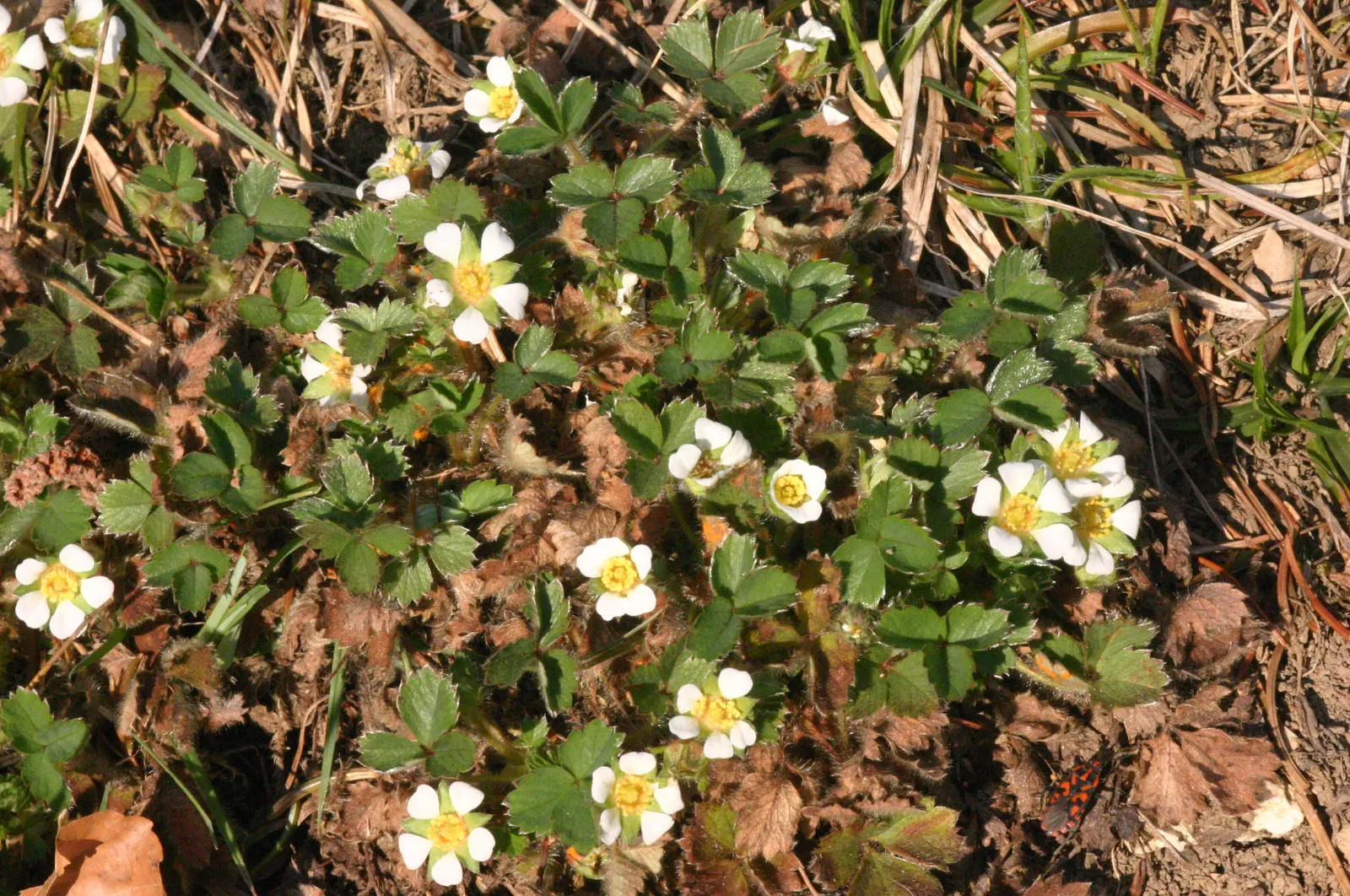 Barren Strawberry (Waldsteinia Fragarioides) — adding year-round interest to garden landscapes; this low-maintenance plant reaches 6-12 inches in, image 136