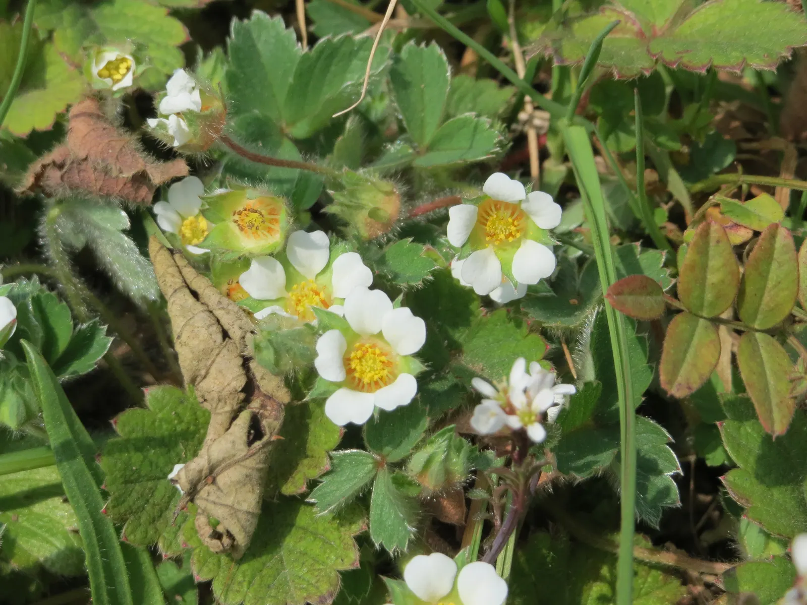 Barren Strawberry (Waldsteinia Fragarioides) — Thriving in USDA zones 4-8, it flourishes in partial to full shade; integrating seamlessly with other