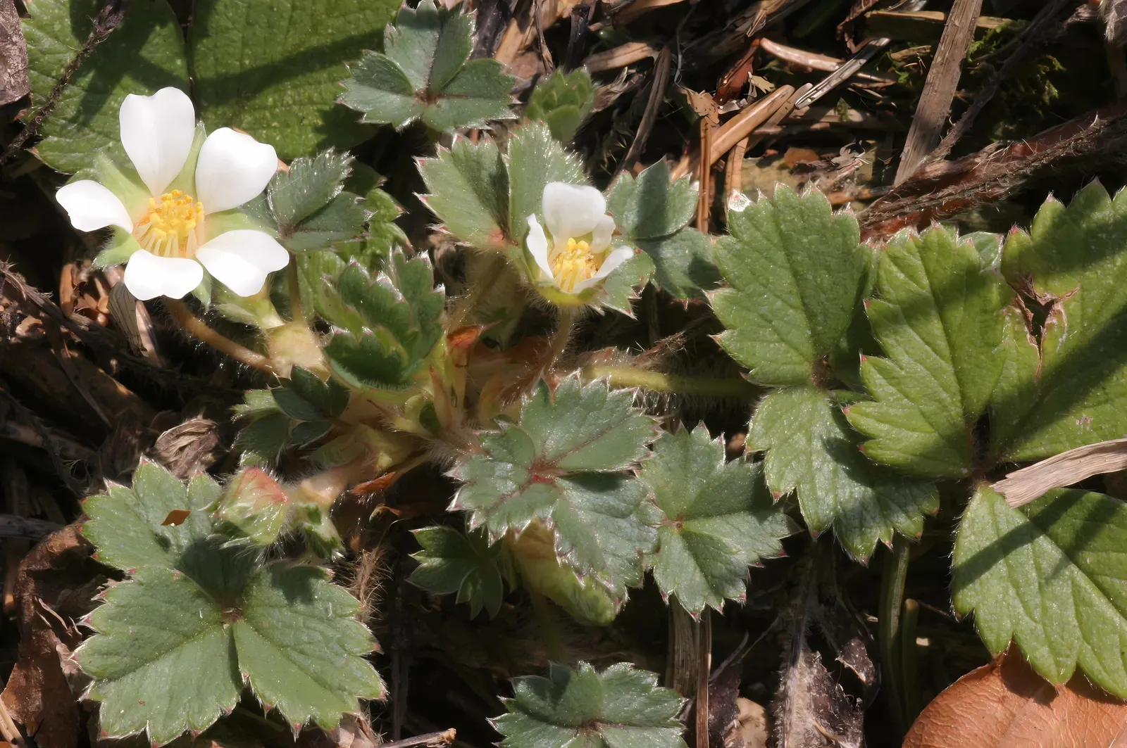 Barren Strawberry (Waldsteinia Fragarioides) — The plant typically reaches a height of 6 inches with a spread up to 12 inches; integrating, image 120