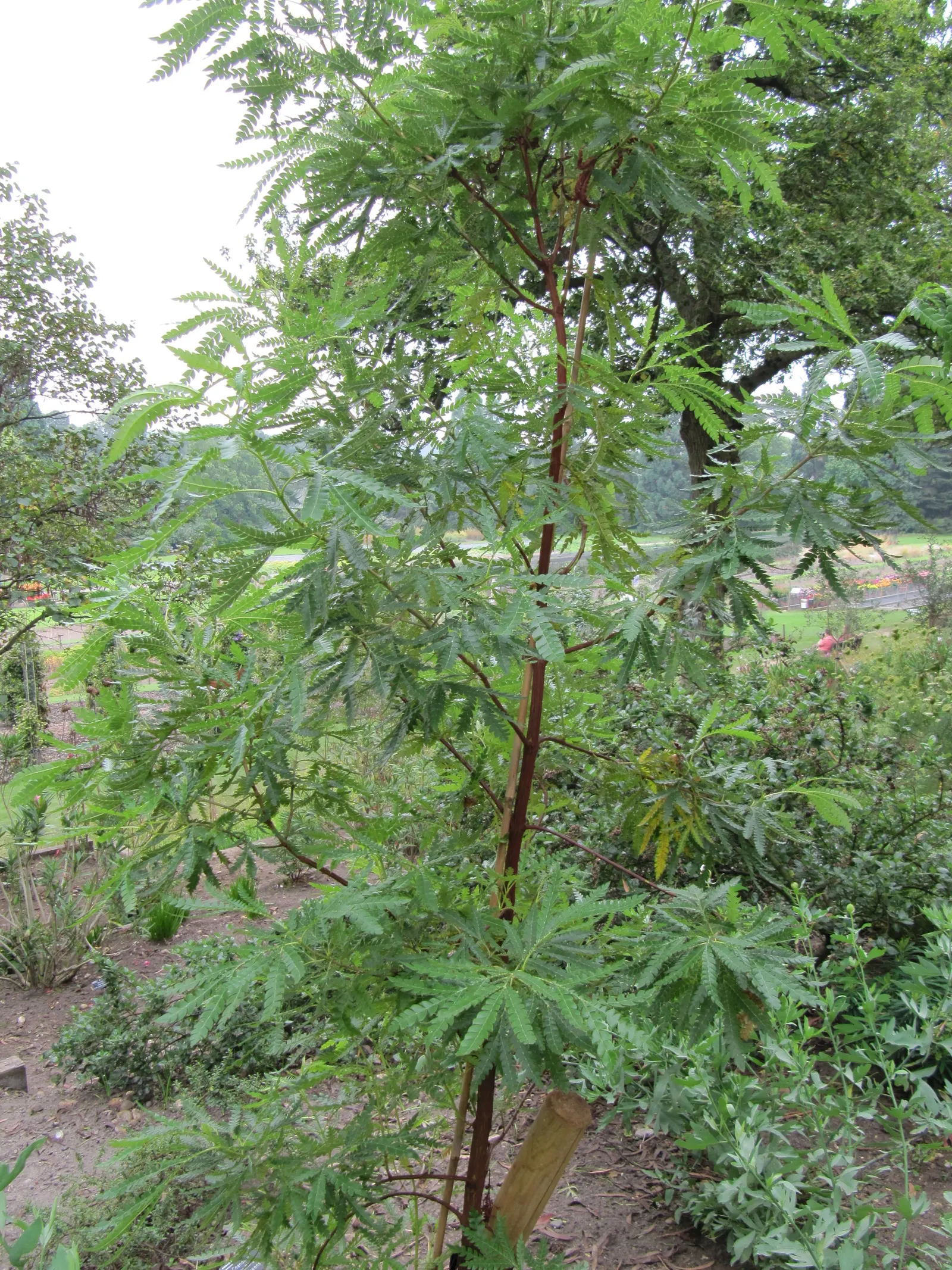 California Island Oak (Quercus Tomentella) — is a robust evergreen treasured for its broad