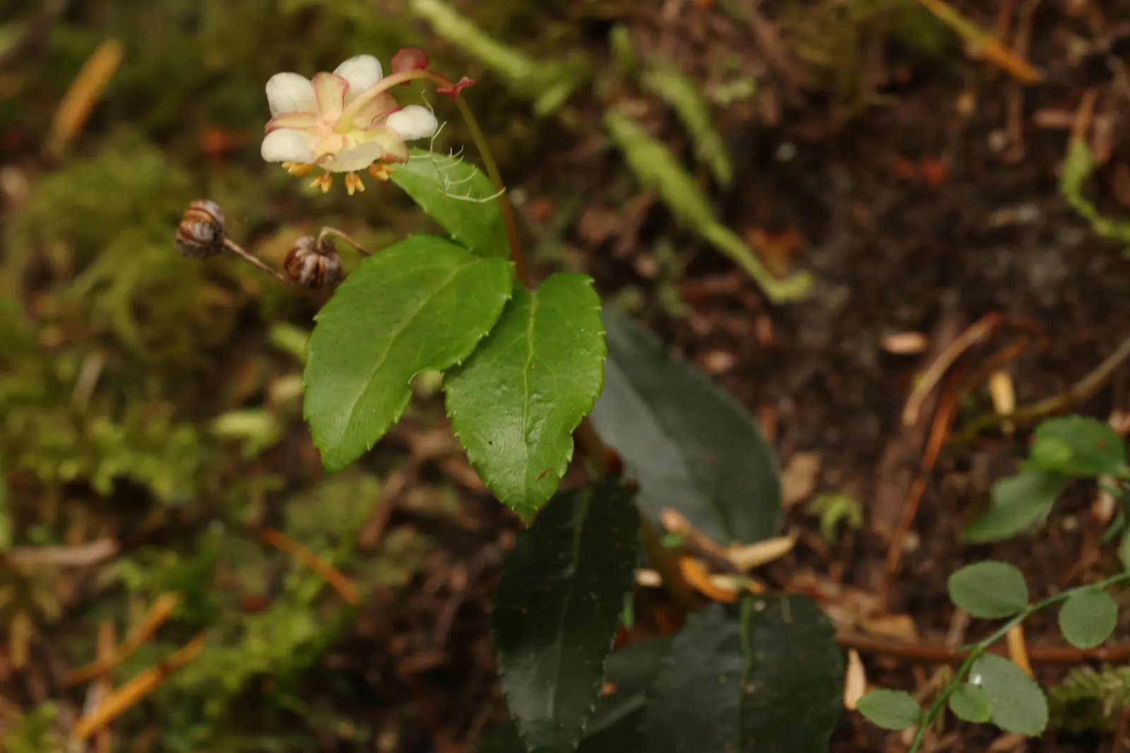 California Island Oak (Quercus Tomentella) — The foliage is typically 2 to 4 inches in length