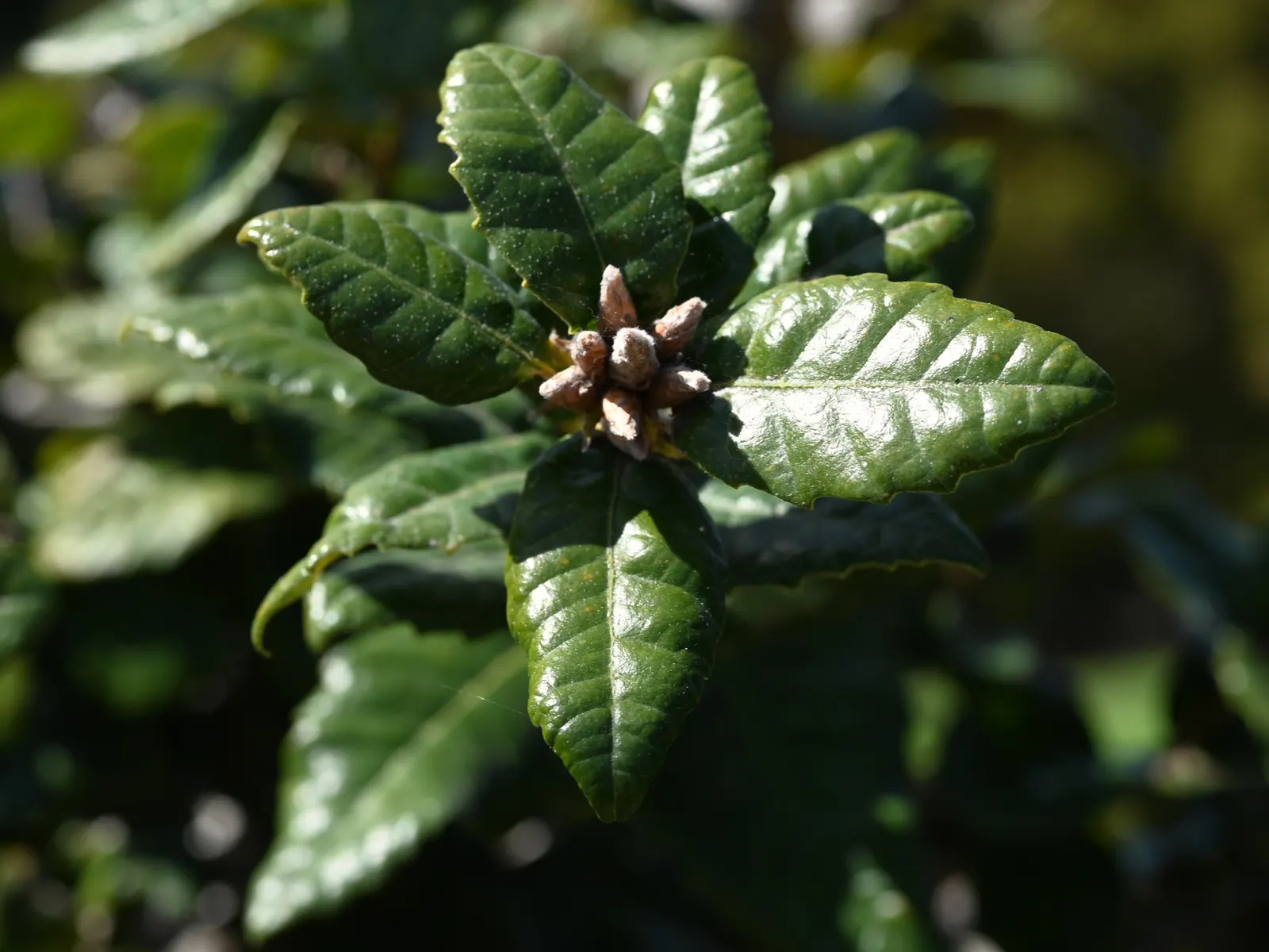 California Island Oak (Quercus Tomentella) — glossy green leaves with a tomentose underside