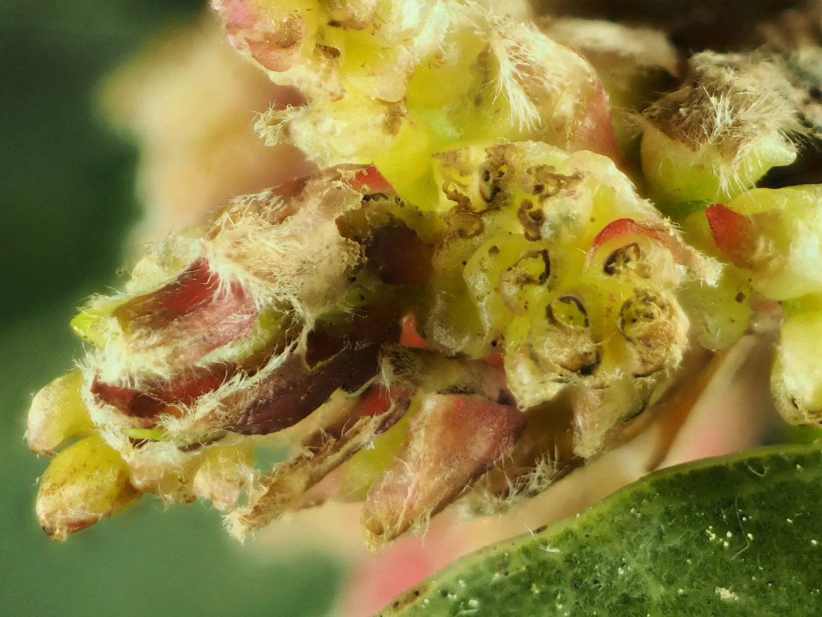 California Island Oak (Quercus Tomentella) — the Quercus tomentella boasts leathery