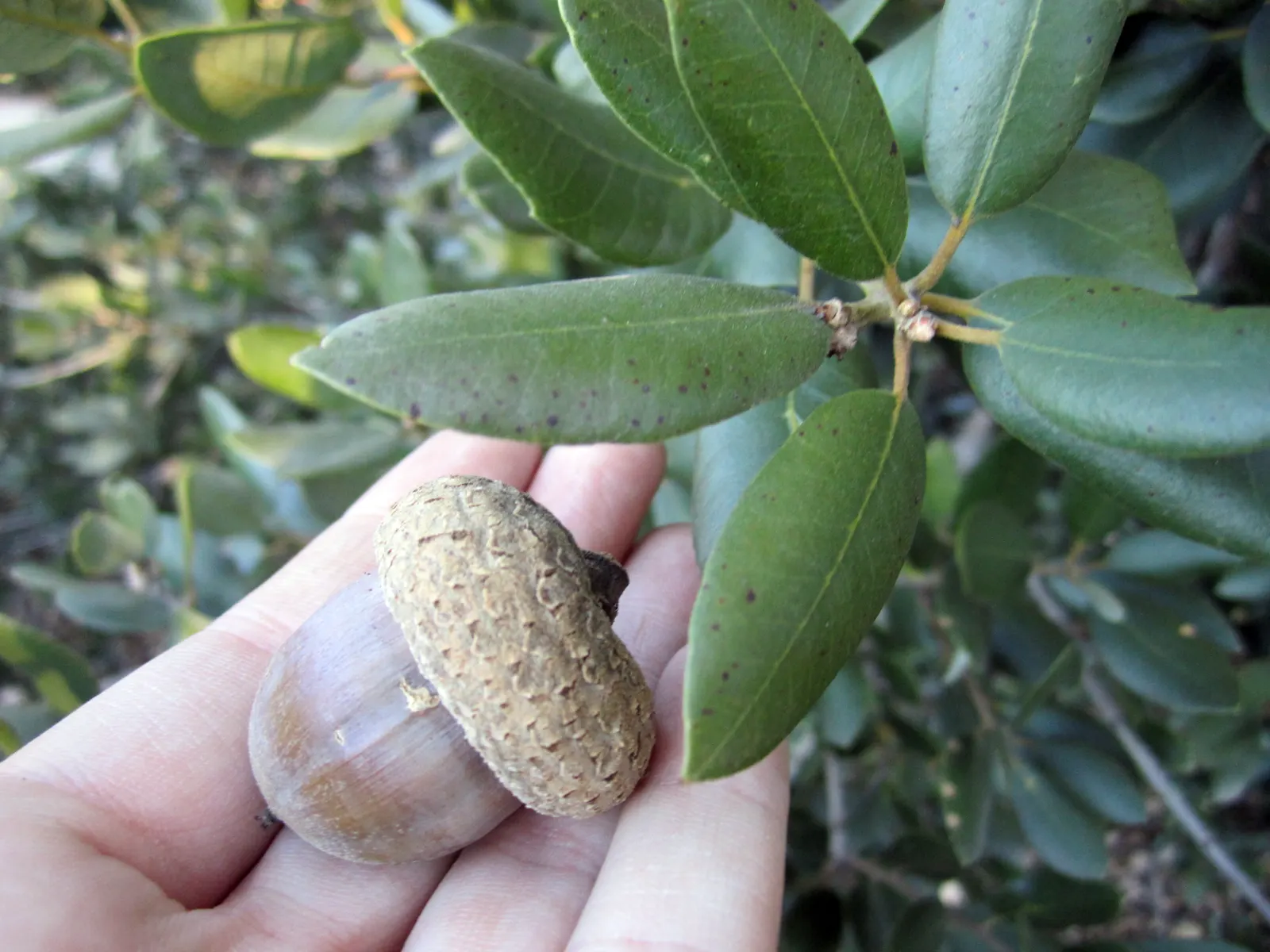 California Island Oak (Quercus Tomentella) — Mature specimens typically reach heights of 30 to 80 feet with an impressive canopy spread of 20 to 40 feet