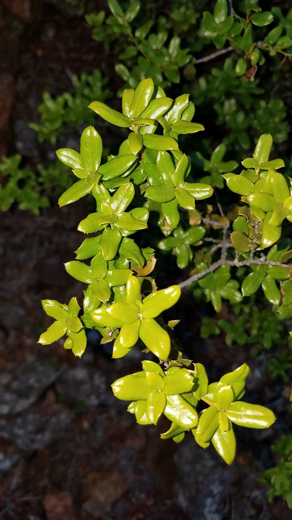 California Island Oak (Quercus Tomentella) — Ideal for large areas, it provides dense shade and wildlife habitat