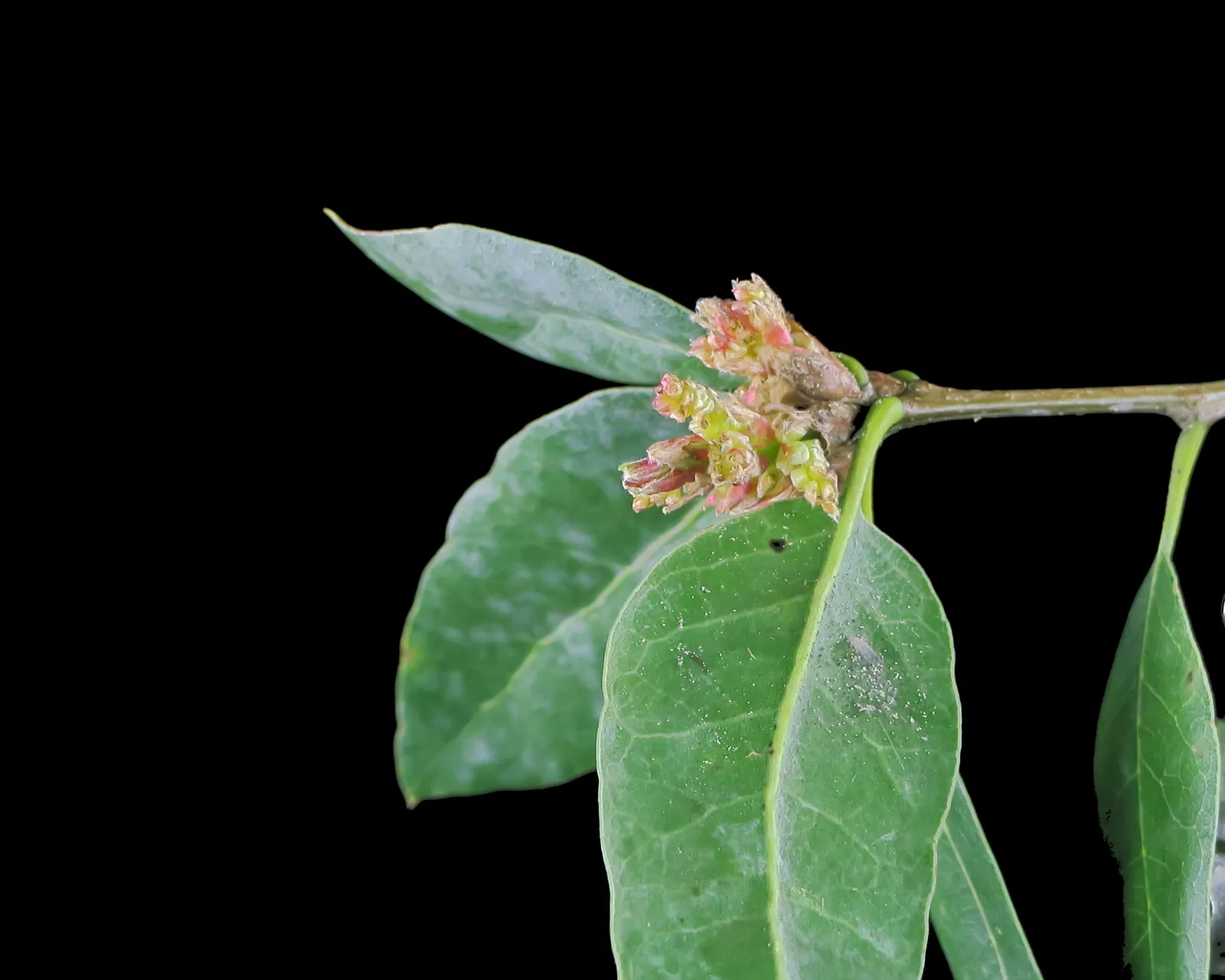 California Island Oak (Quercus Tomentella) — manifesting itself as a vital part of the coastal ecosystem
