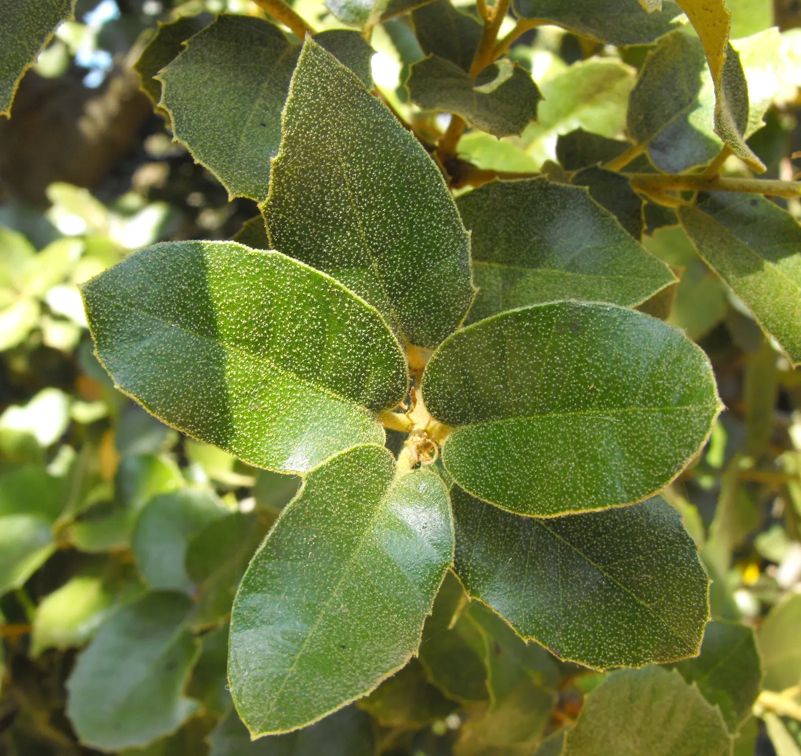 California Island Oak (Quercus Tomentella) — Hardy to USDA zone 7, it's a magnificent, low-maintenance specimen for temperate landscapes