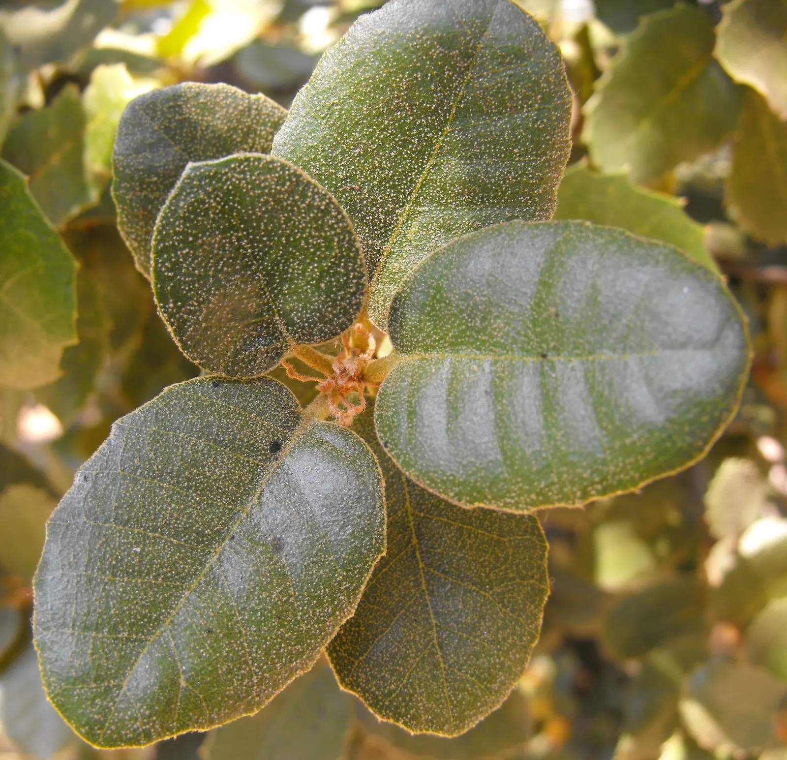 California Island Oak (Quercus Tomentella) — is a noble species that lends a grand and stately presence to any landscape design