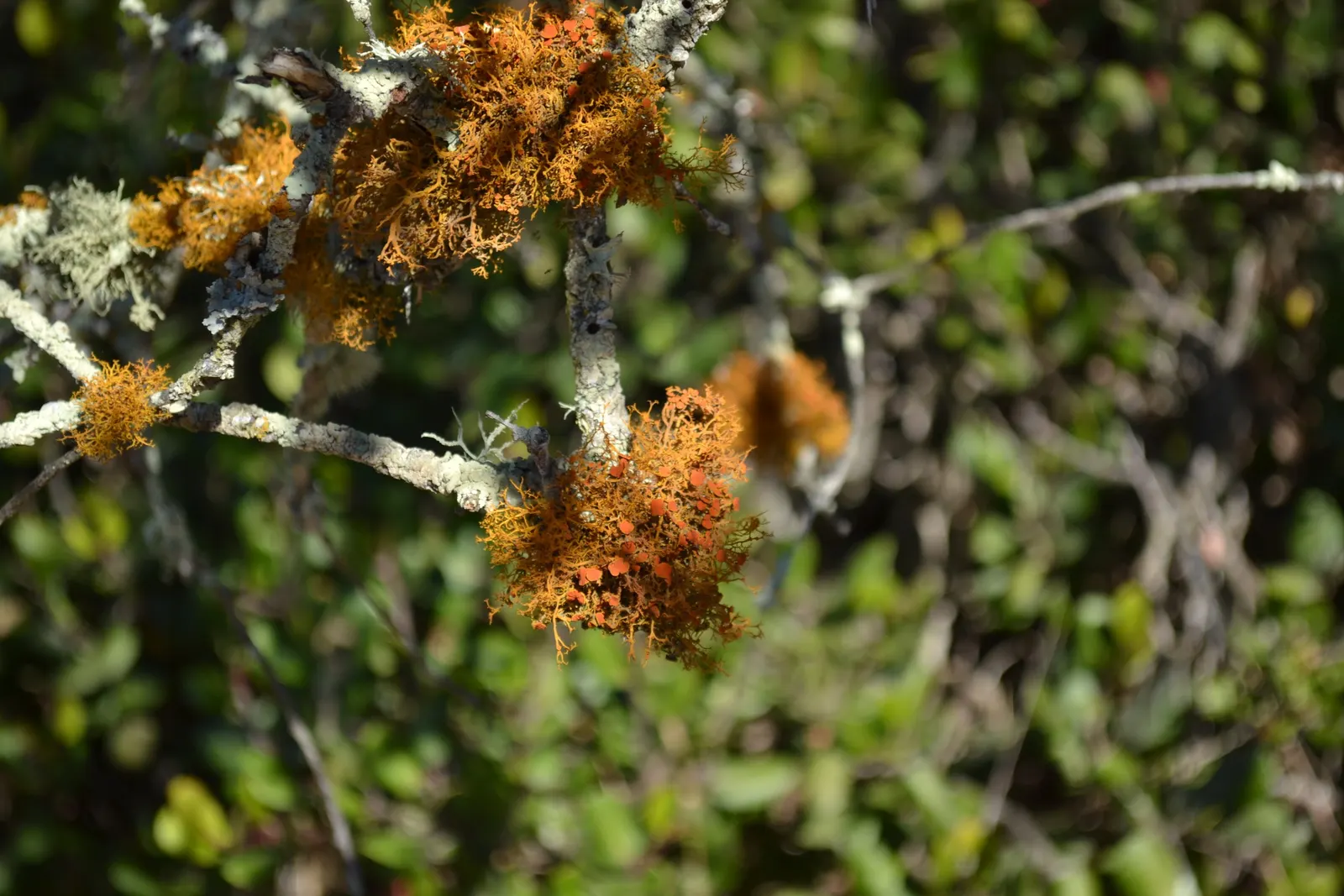 California Island Oak (Quercus Tomentella) — and the leaves cling to branches year-round