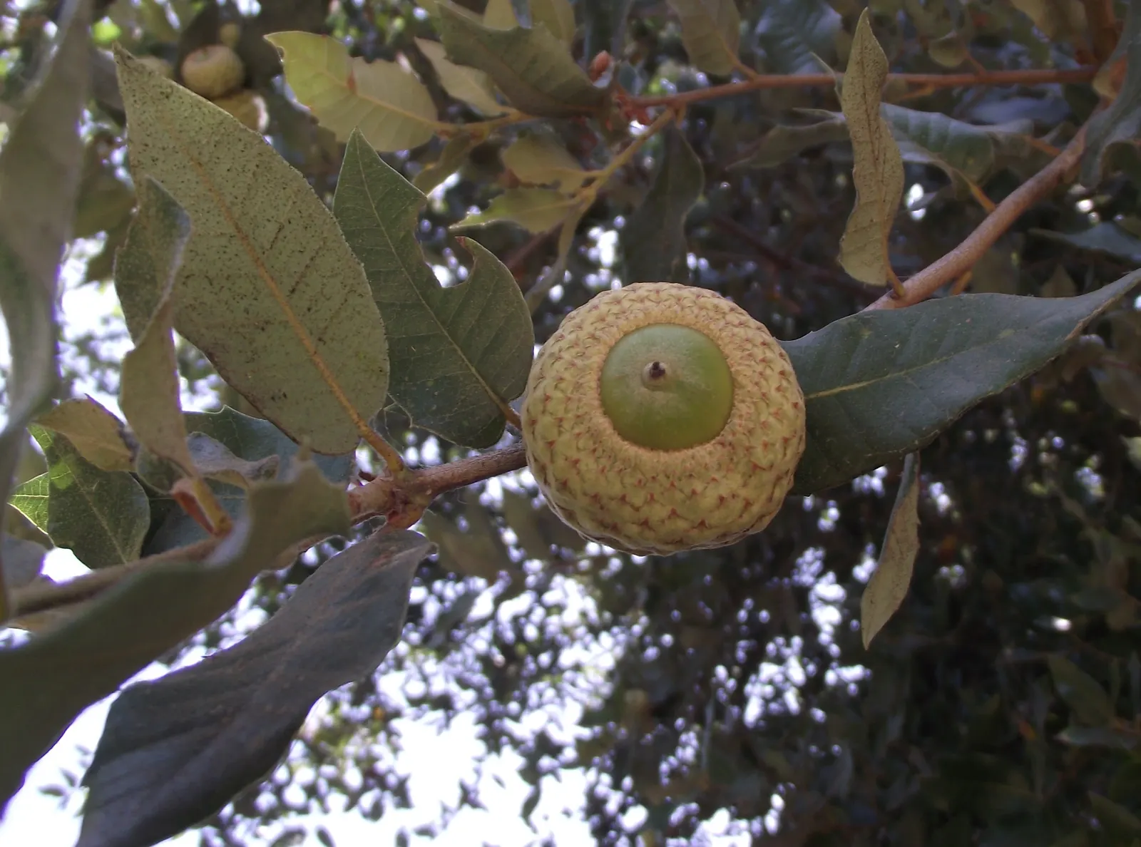 California Island Oak (Quercus Tomentella) — rounded canopy reaching up to 60 feet in height with a similar spread