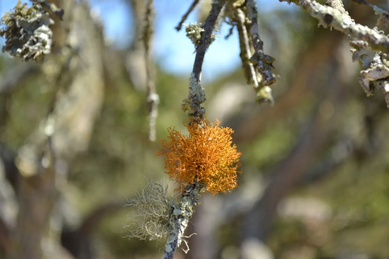 California Island Oak (Quercus Tomentella) — the tree produces subtle yellowish catkins