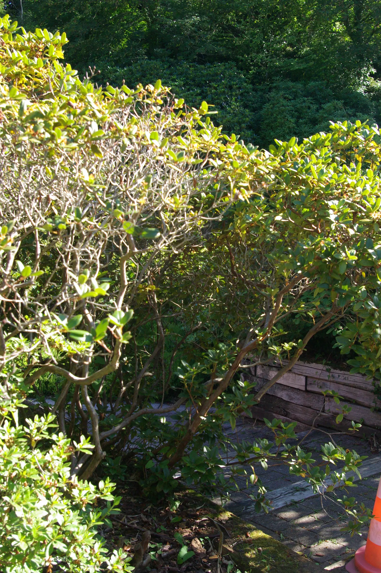 Cilipinense Rhododendron (Rhododendron 'Cilpinense') — celebrated for its distinct features and ease of care