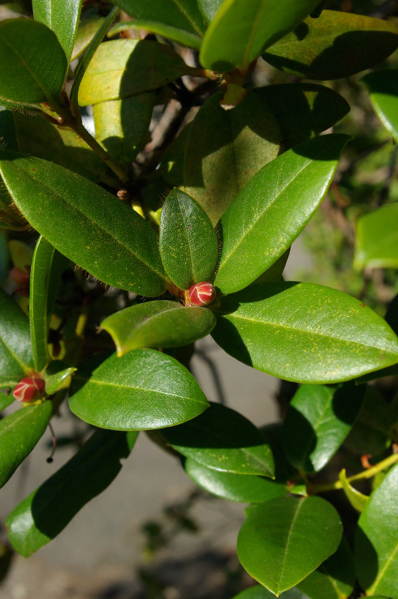 Cilipinense Rhododendron (Rhododendron 'Cilpinense') — it requires protection from harsh winds and benefits from mulching