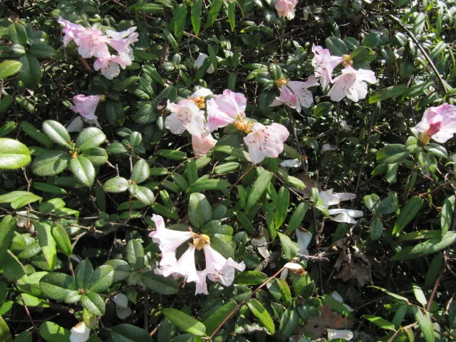 Cilipinense Rhododendron (Rhododendron 'Cilpinense') — Foliage is dark green, providing year-round interest