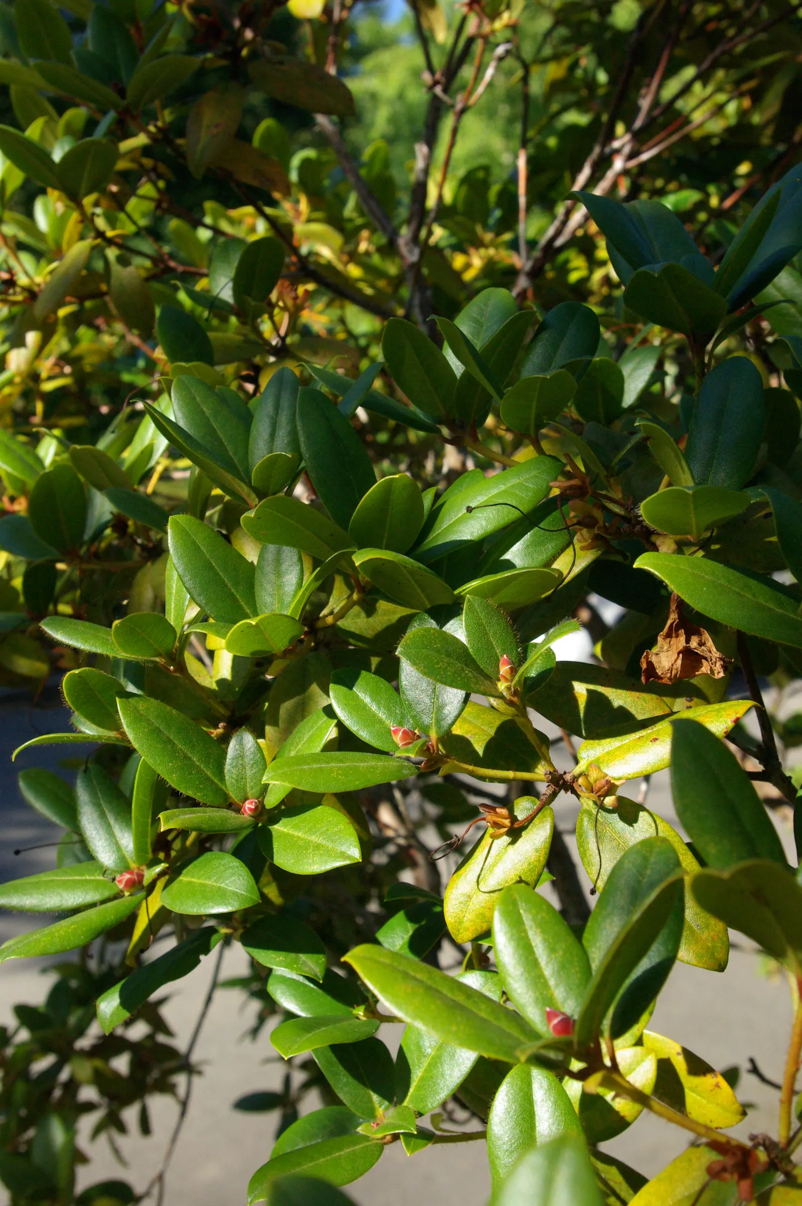 Cilipinense Rhododendron (Rhododendron 'Cilpinense') — is a charming addition to the garden