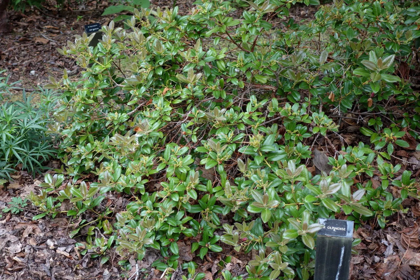 Cilipinense Rhododendron (Rhododendron 'Cilpinense') — It prefers partial shade and well-drained, acidic soil