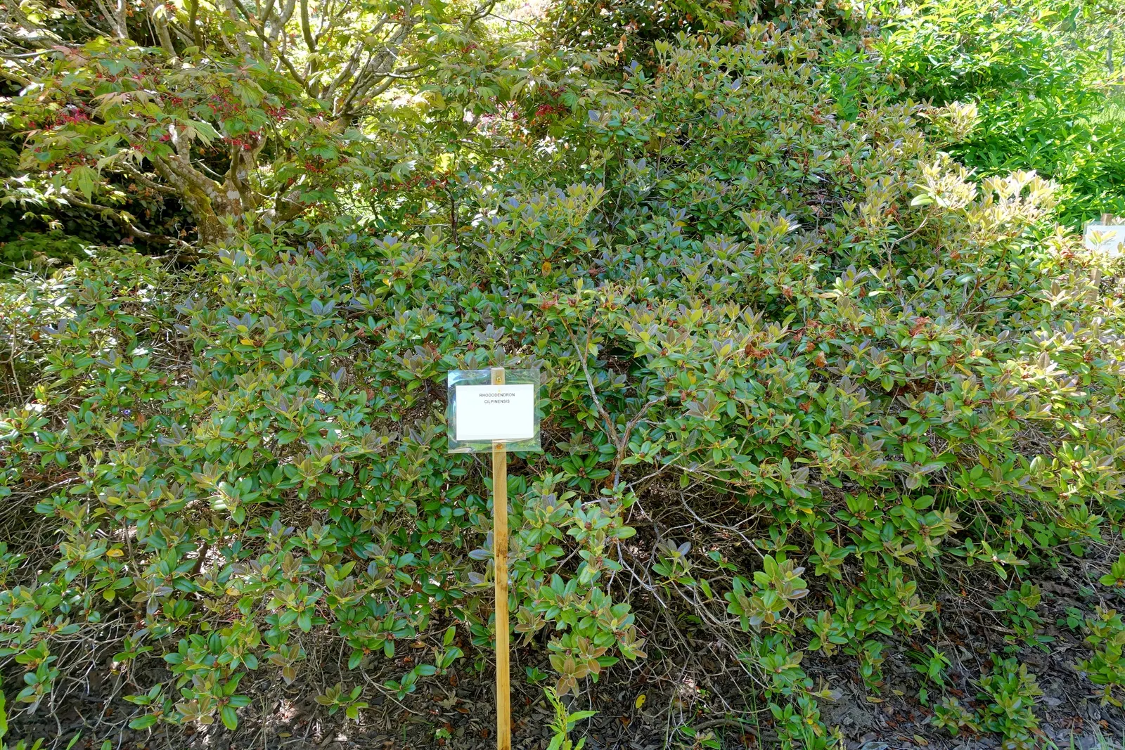 Cilipinense Rhododendron (Rhododendron 'Cilpinense') — Rhododendron ‚ÄòCilpinense‚Äô is a dwarf shrub, reaching a mature height of 1-2 feet with a similar