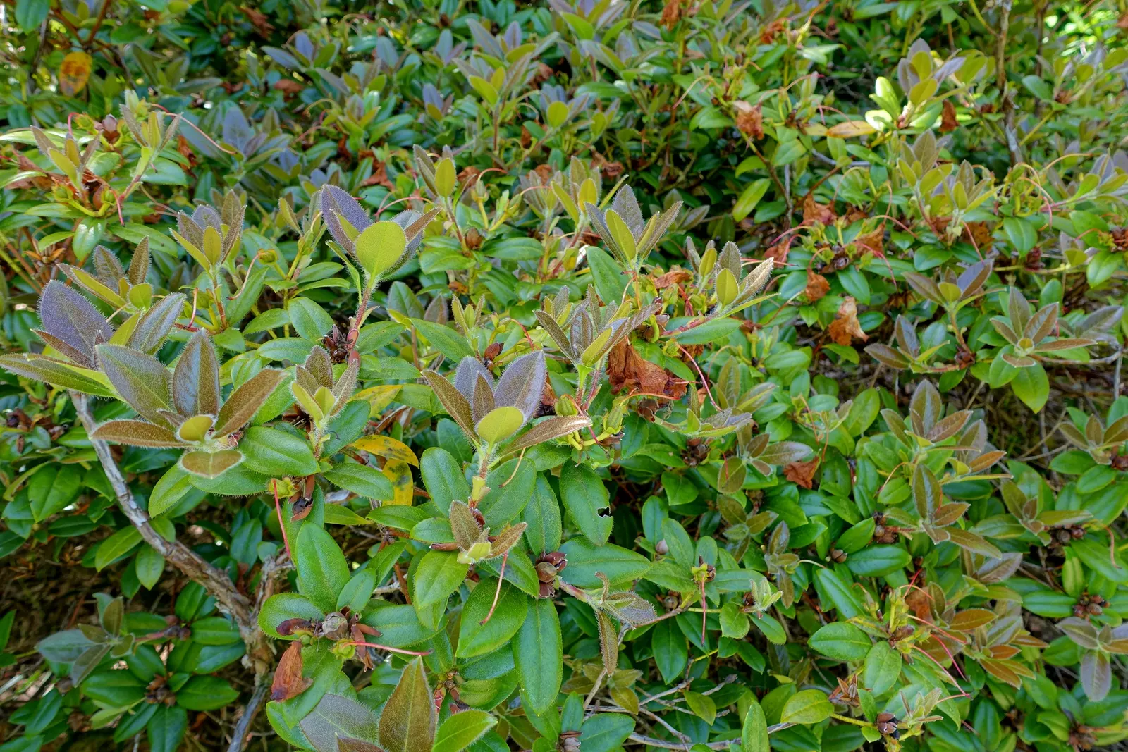Cilipinense Rhododendron (Rhododendron 'Cilpinense') — pink-lavender blooms in early spring‚Äîeach flower approximately 1-1.5 inches across