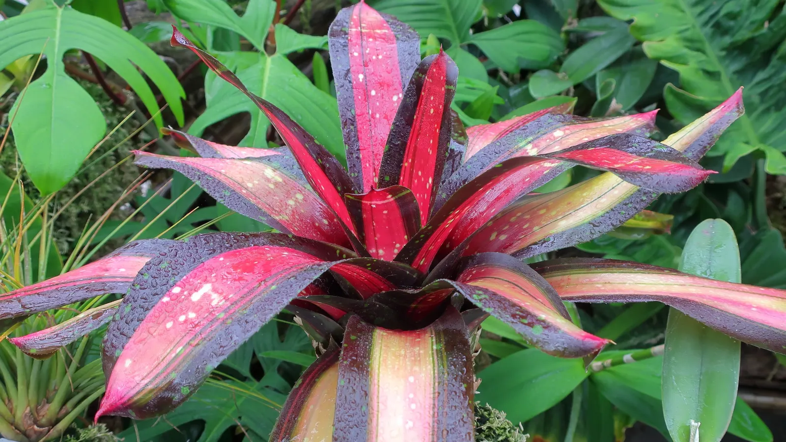 Neo Margaret (Neoregelia X 'Margaret') — bright green leaves that blush with vibrant red near the center