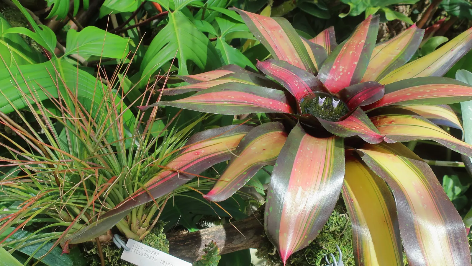Neo Margaret (Neoregelia X 'Margaret') — Neoregelia x 'Margaret' is a striking bromeliad with rosette-forming foliage
