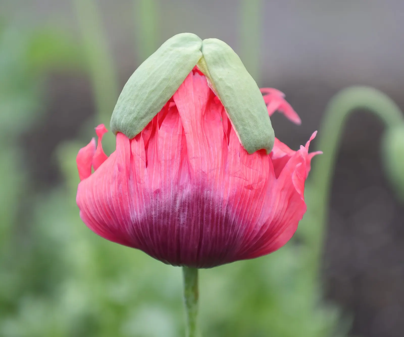 Princess Louise Oriental Poppy (Papaver Orientale 'Princess Louise') — the distinctive flowers make a bold statement from late spring to early summer
